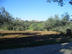 Lotto di terreno edificabile e agricolo a Cepagatti in Via Pastini - 3