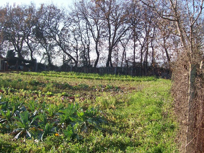 terreno edificabile in vendita a Cepagatti