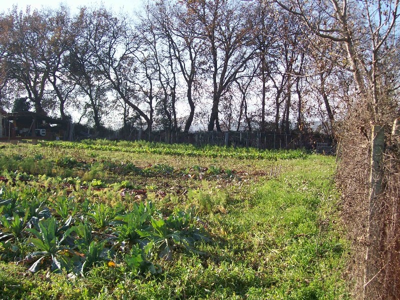 Terreno Residenziale in Vendita Cepagatti